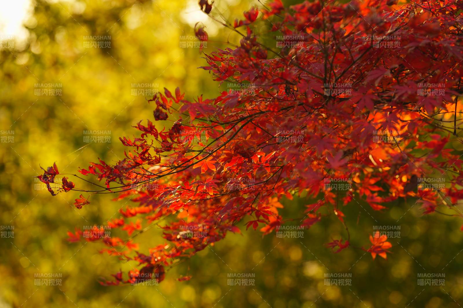 秋枫红叶映金光图片