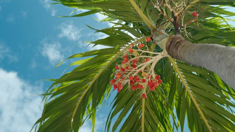 芽庄椰树红果映蓝天图片