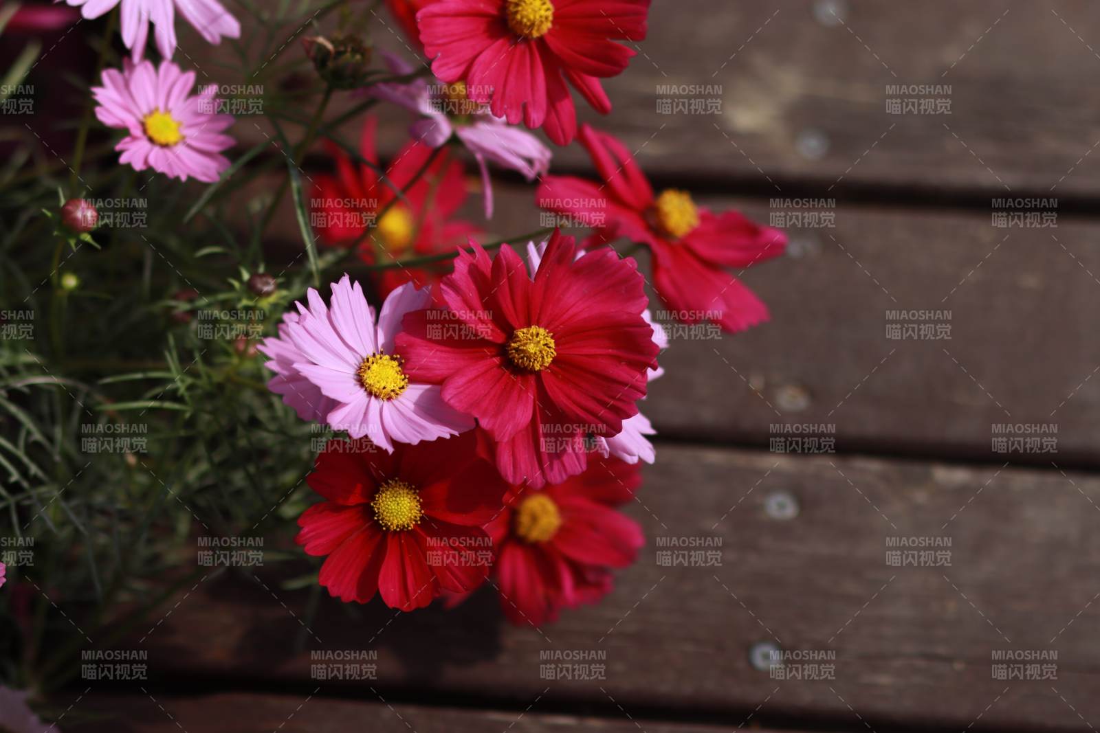 秋英绽放 色彩斑斓图片