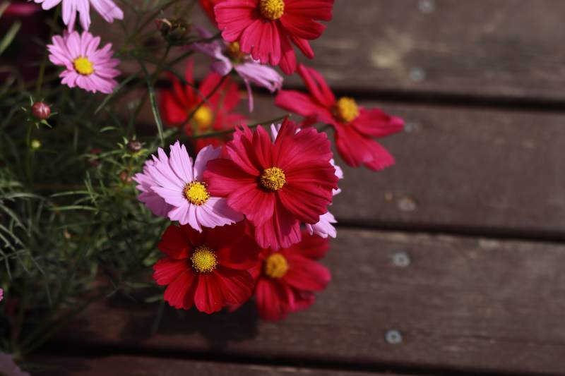 秋英绽放 色彩斑斓图片