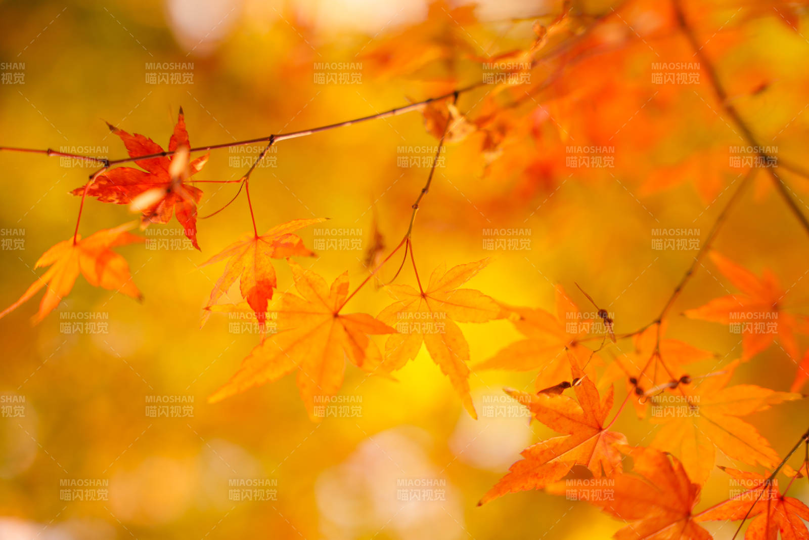 秋叶纷飞 金黄满枝图片