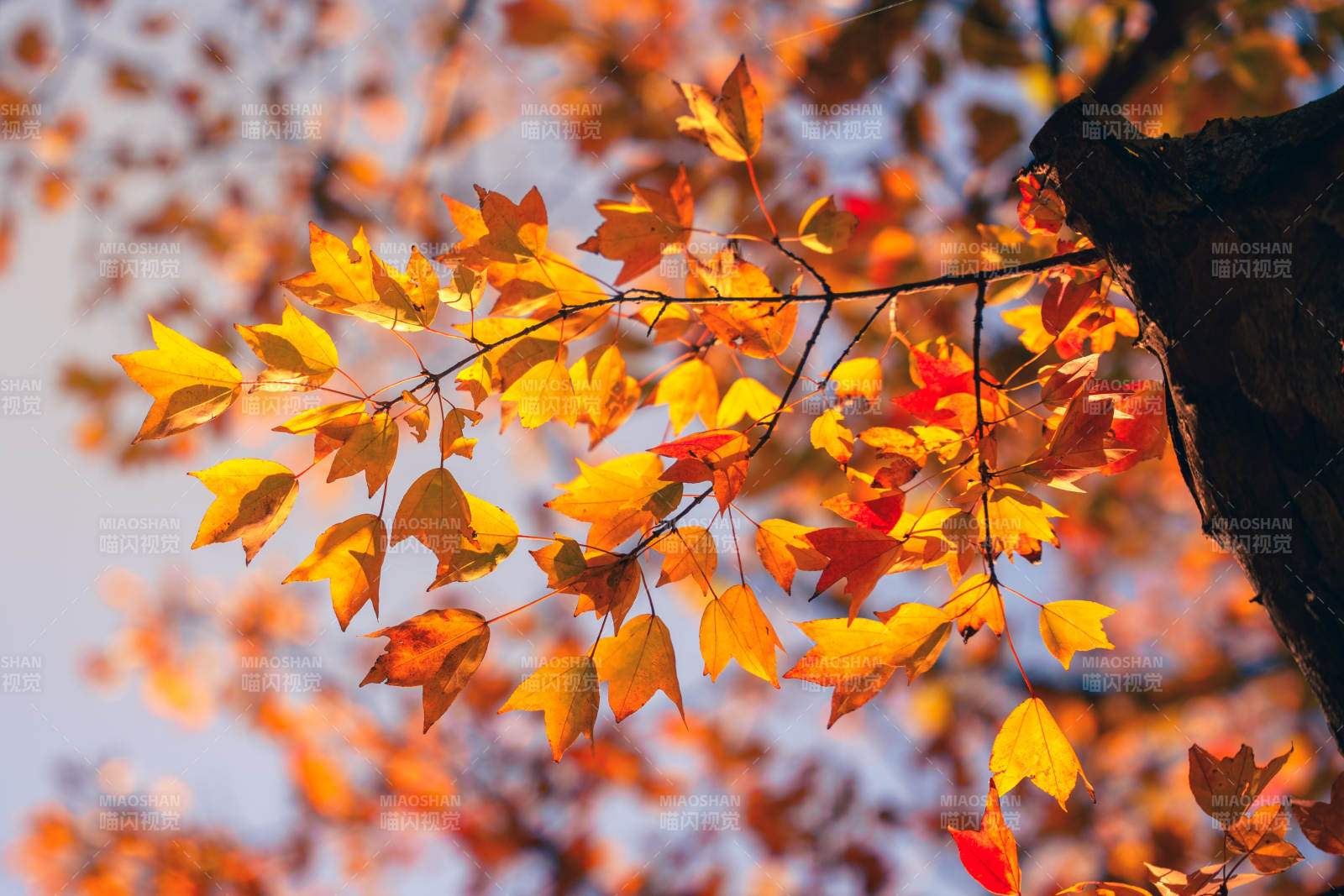 秋叶纷飞 金黄满枝图片