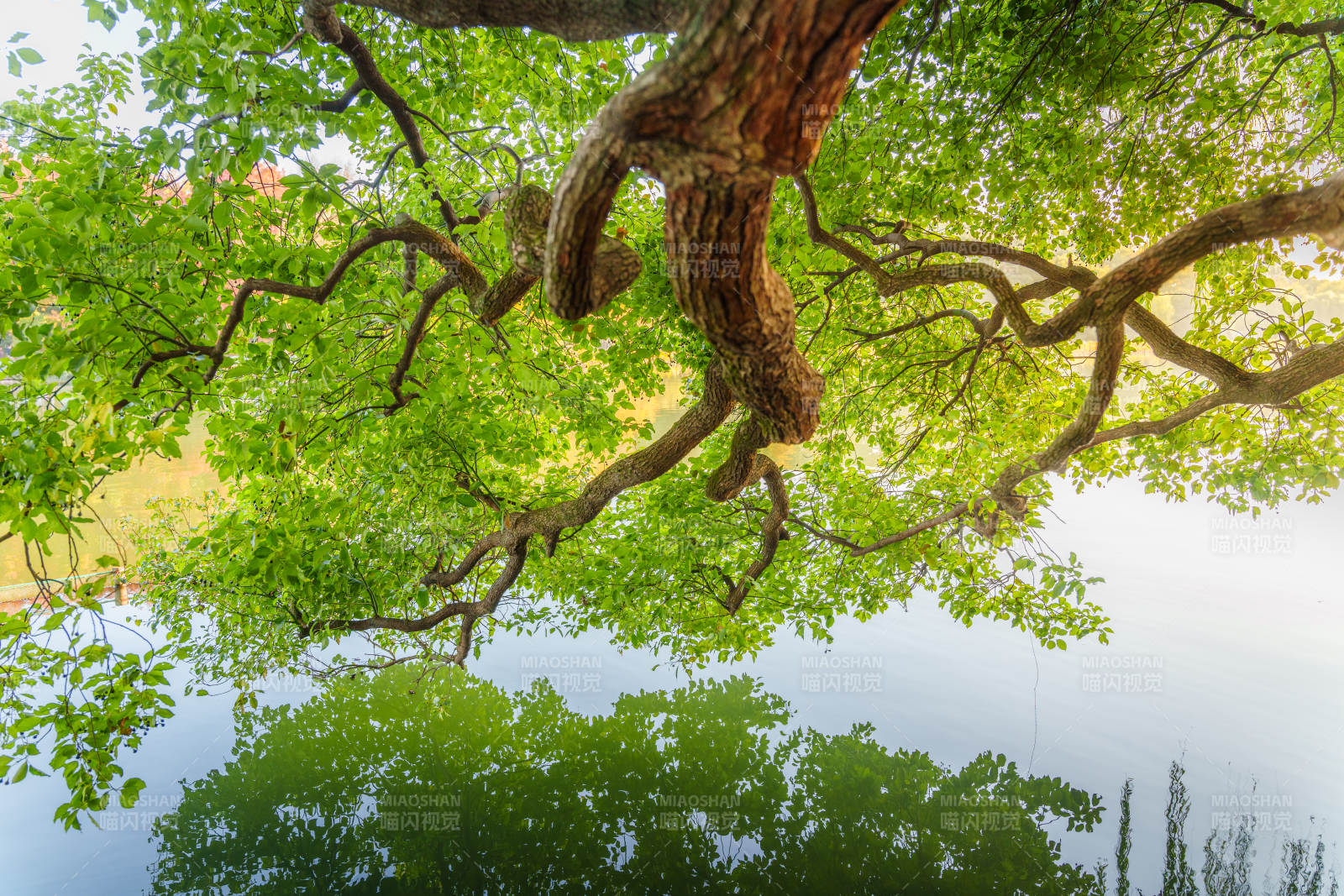 树影倒映湖中图片