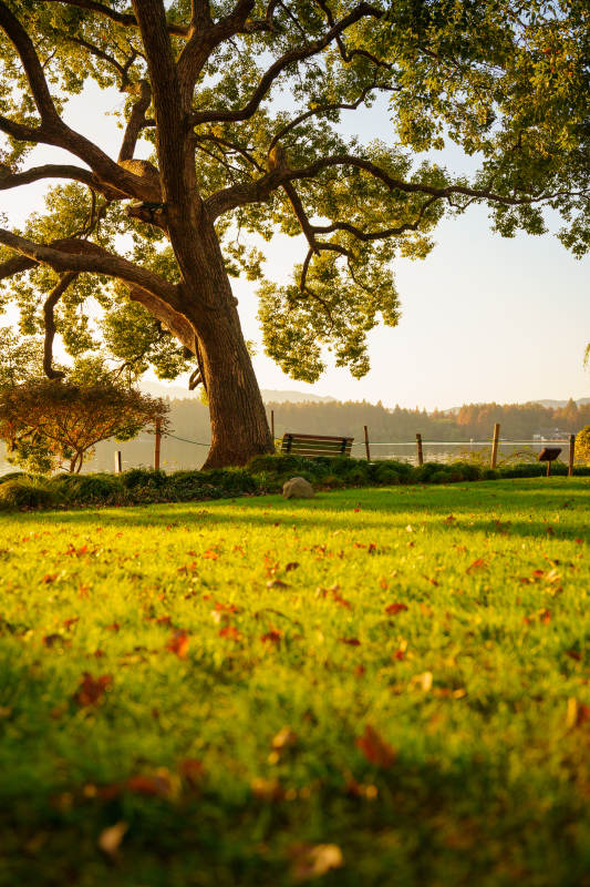 秋日树影静谧园图片
