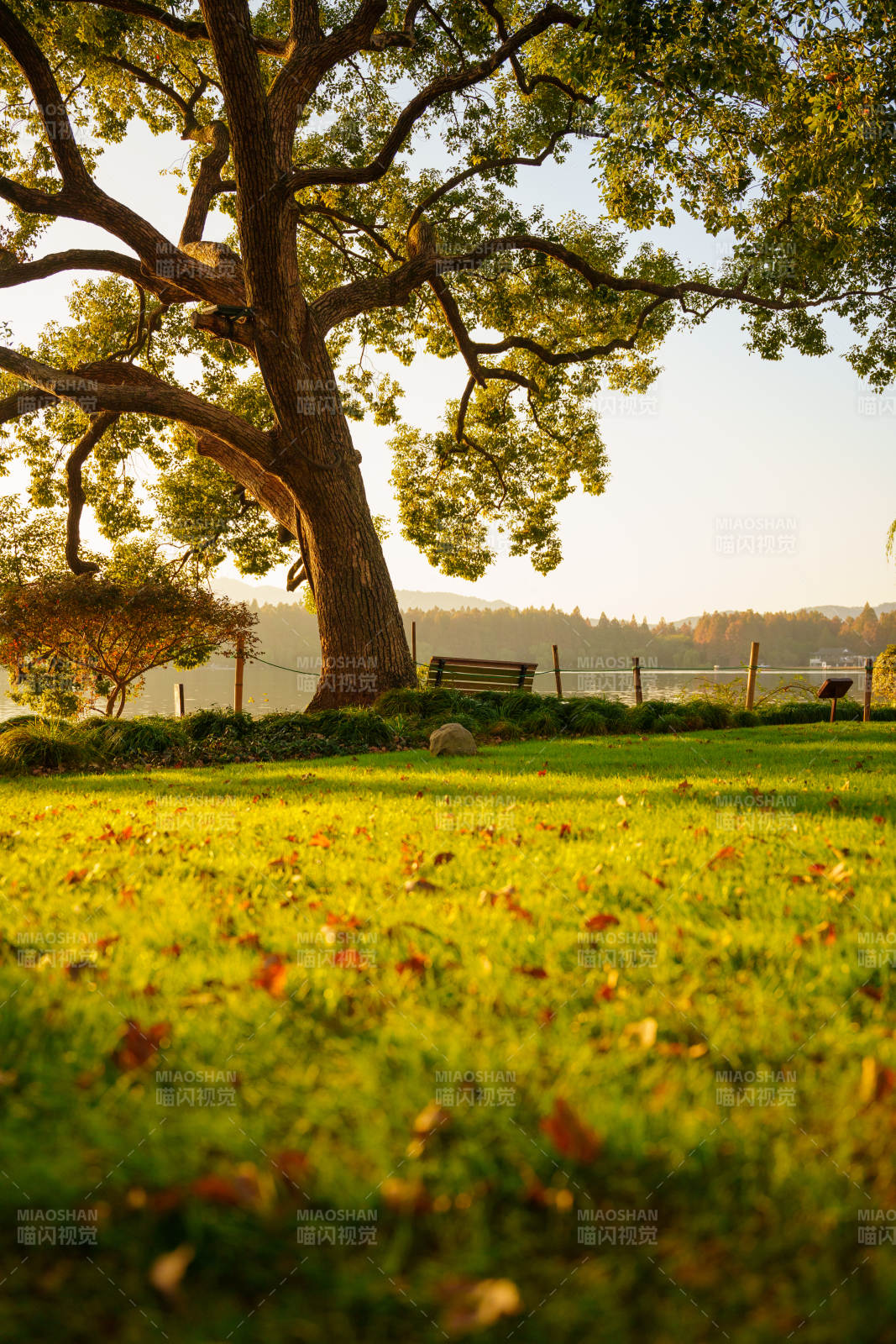 秋日树影静谧园图片