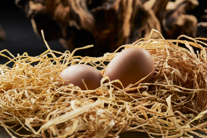 蛋在干草窝中图片