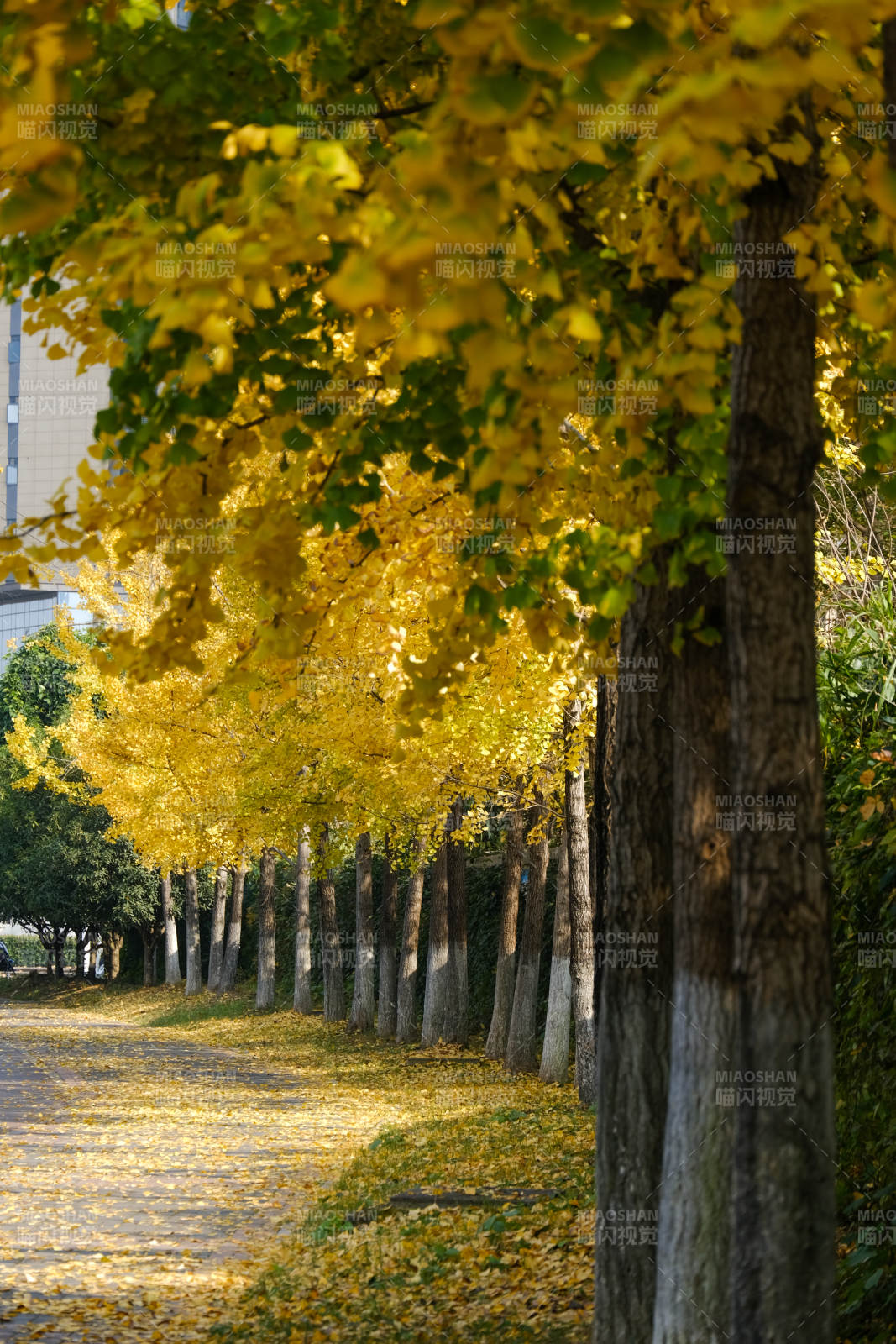 金秋银杏道图片