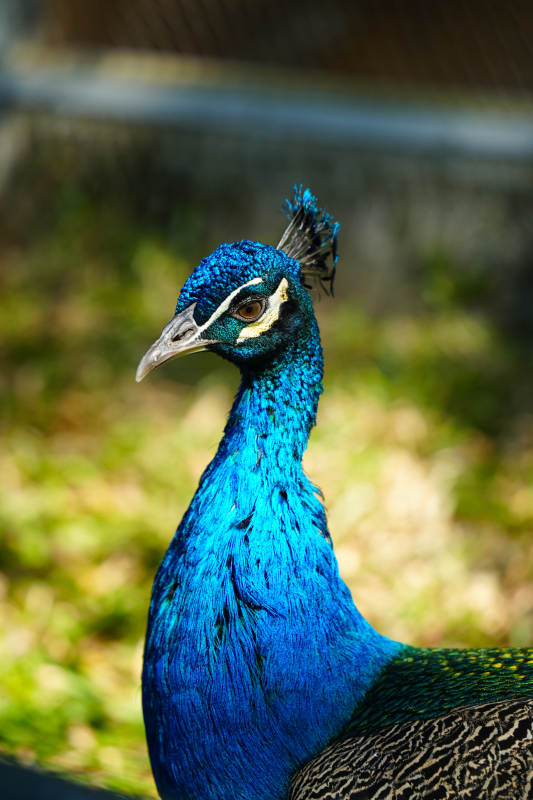 蓝孔雀特写图片