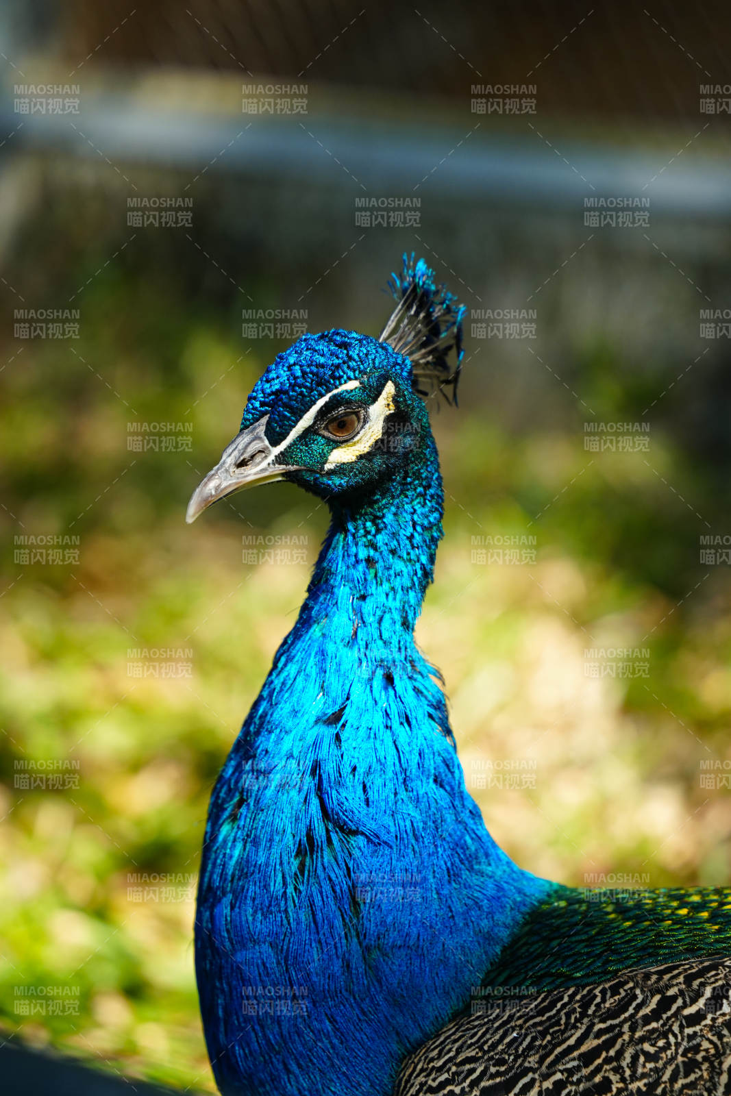 蓝孔雀特写图片