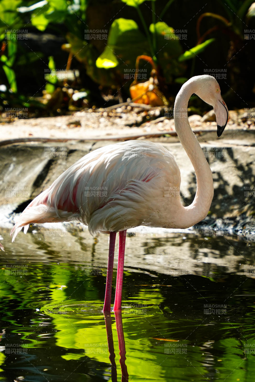 粉红火烈鸟静立水中图片