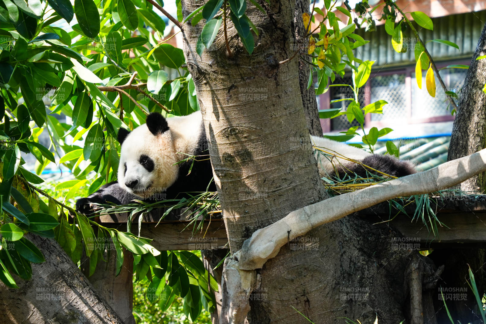 熊猫树上休憩图片