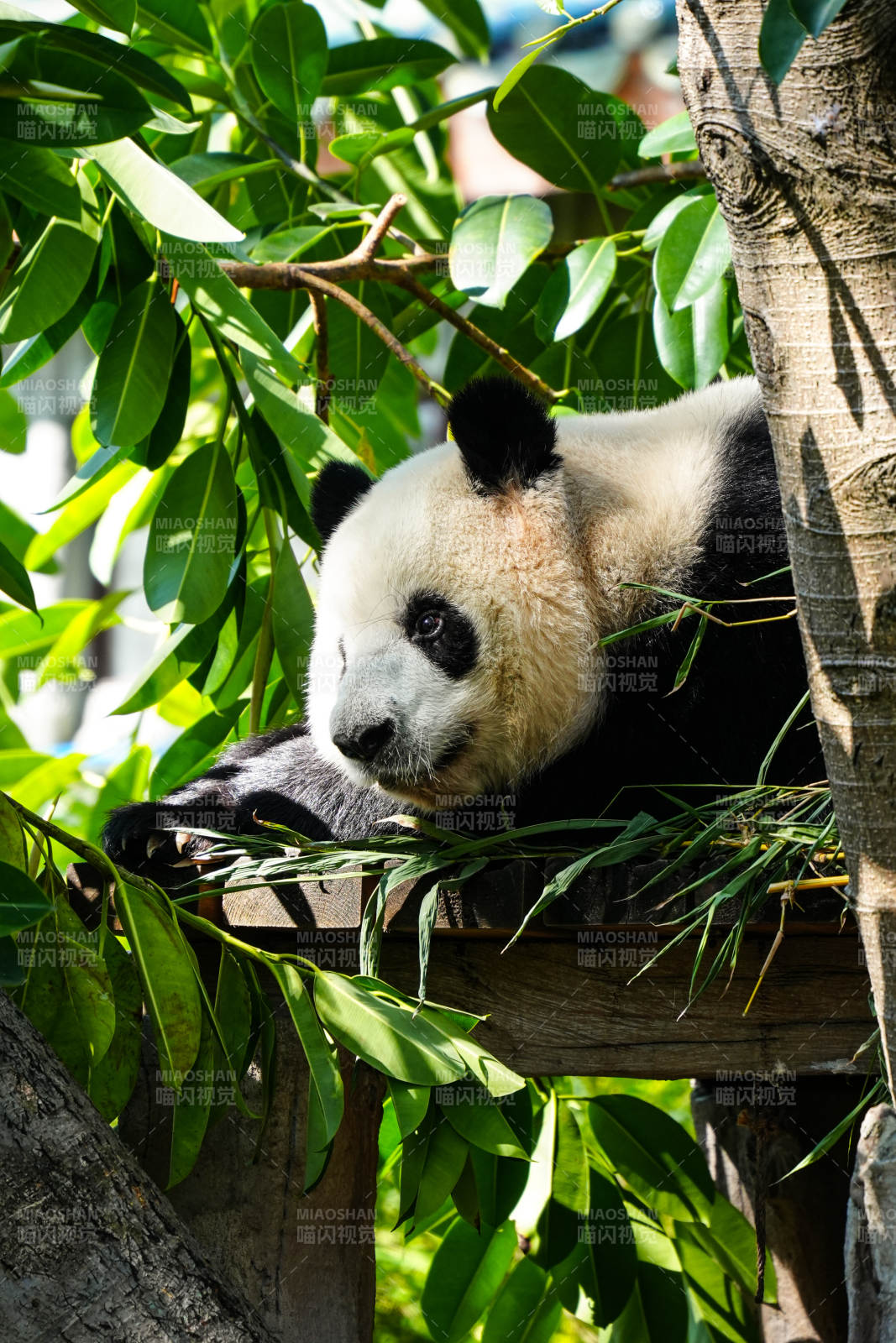 熊猫树上休憩图片