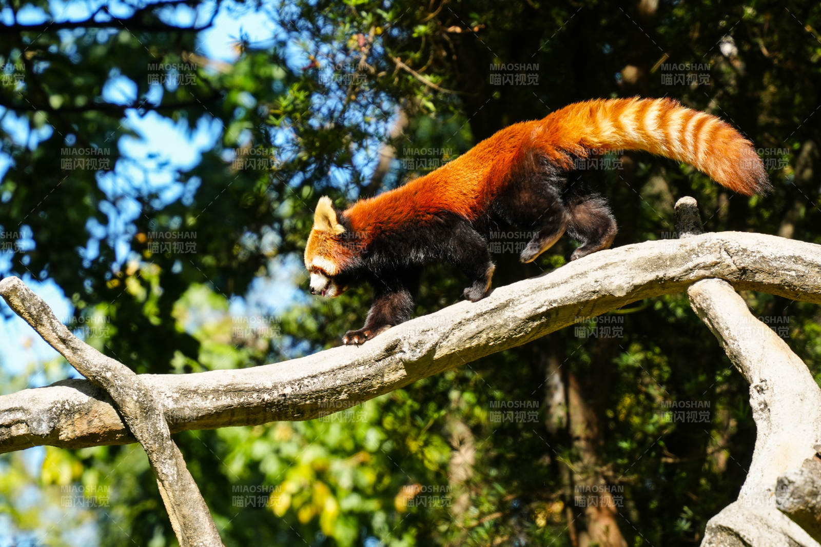 红熊猫攀枝图片