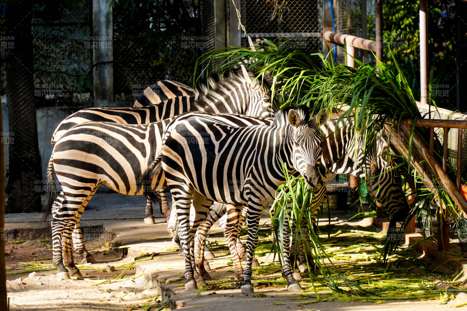 斑马进食绿植图片