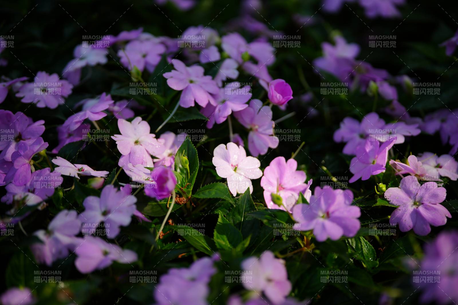 紫花绽放花园图片