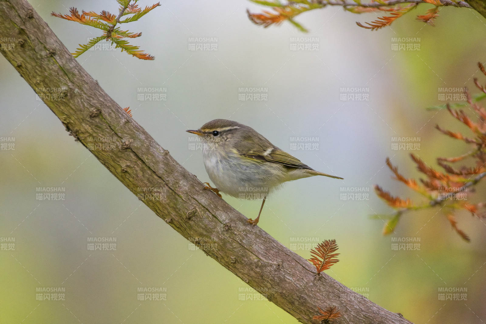 黄眉柳莺栖息枝头图片