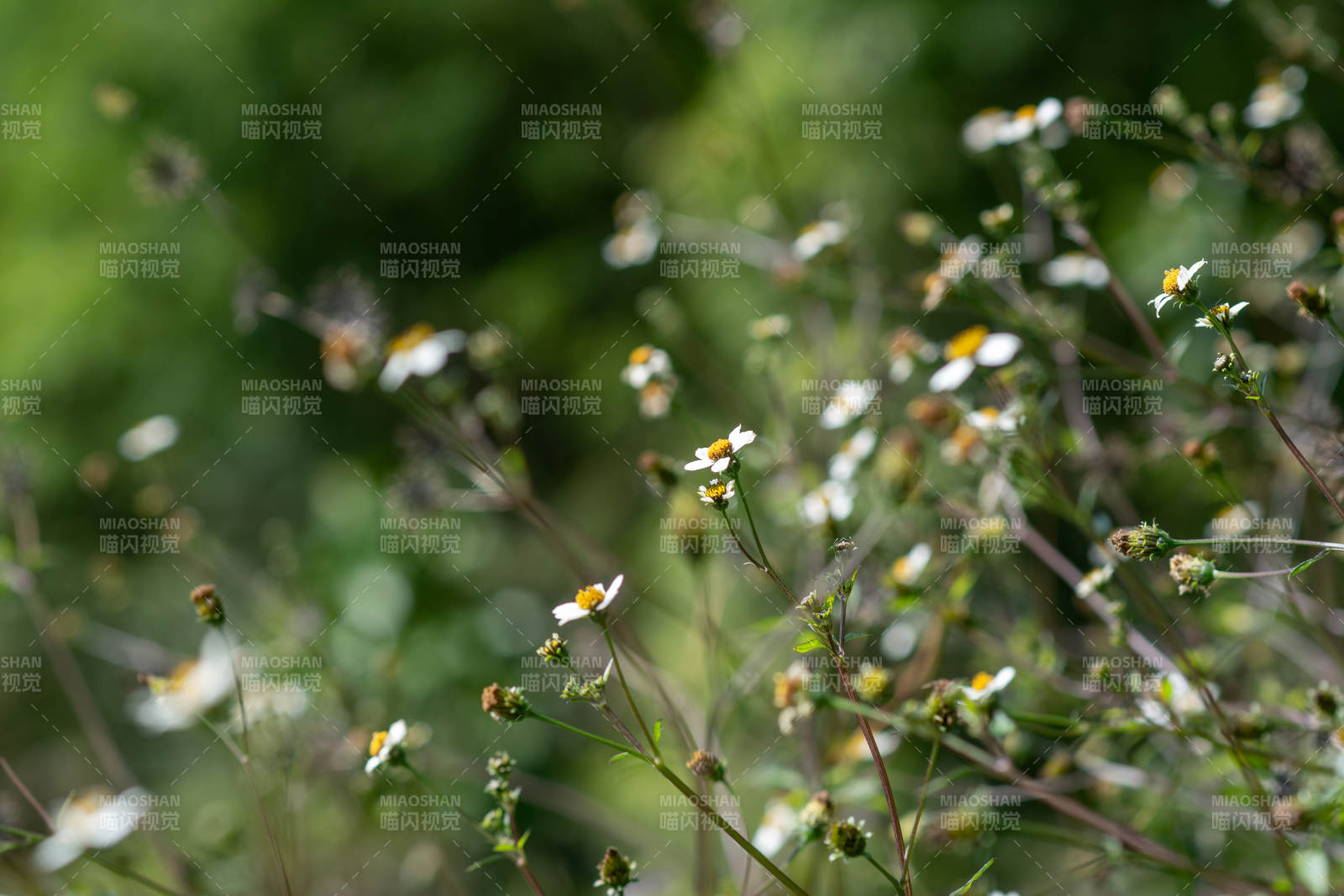 野花丛中绽放图片