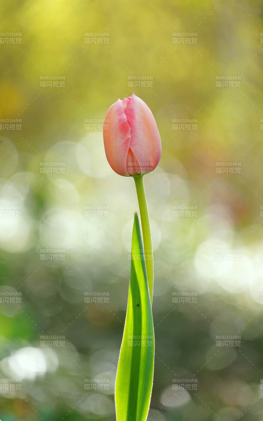 粉红郁金香绽放图片