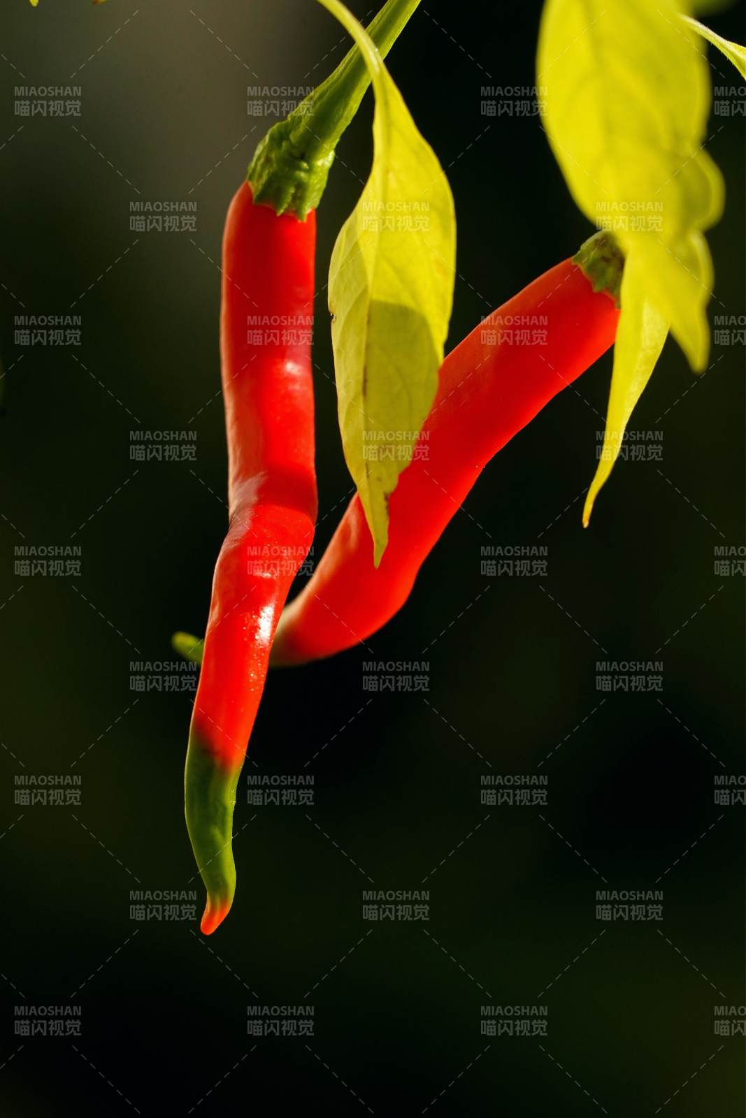 红椒挂枝头图片