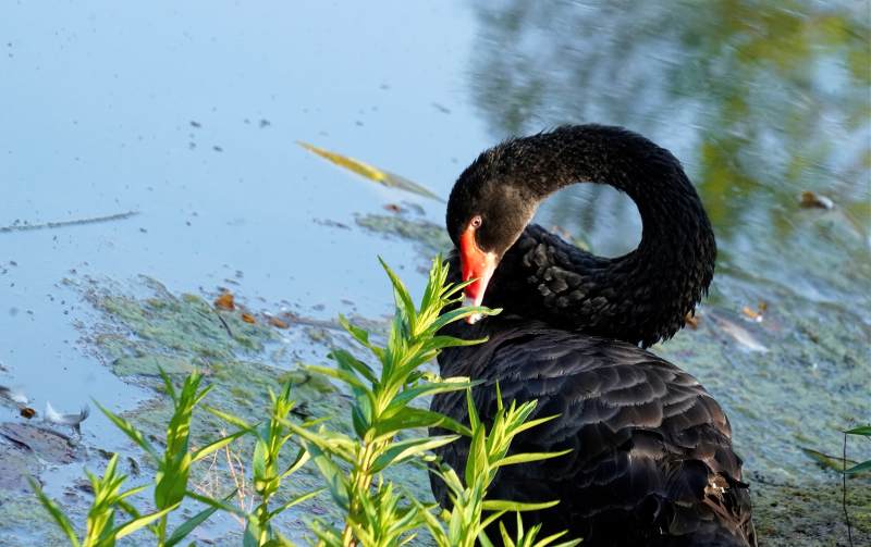 黑天鹅静憩水边图片