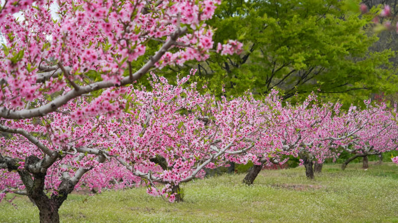 樱花盛开的春天图片