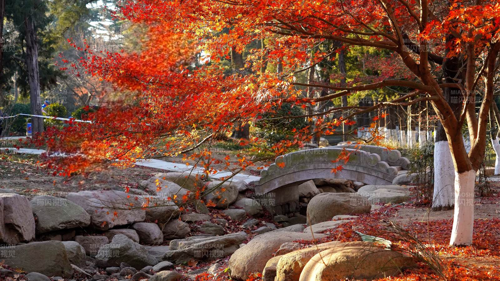 青岛中山公园秋日红叶桥景图片
