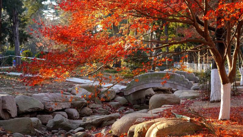 青岛中山公园秋日红叶桥景图片