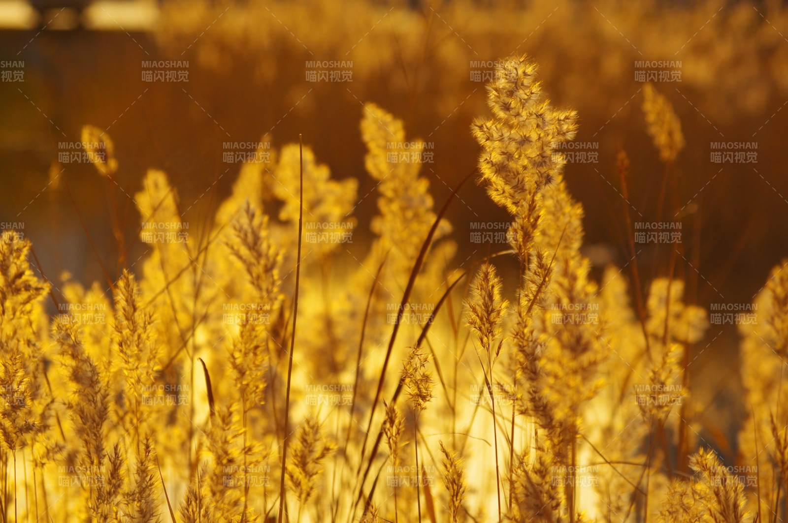 金秋芦苇荡图片