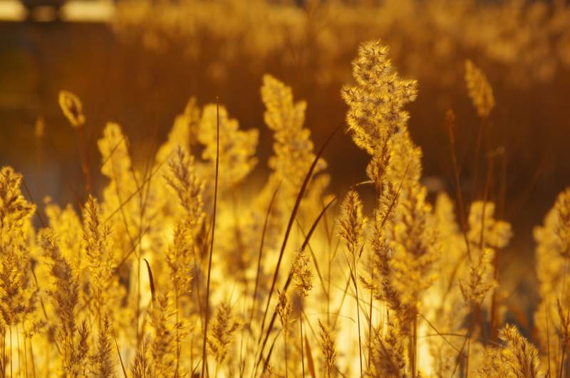 金秋芦苇荡图片