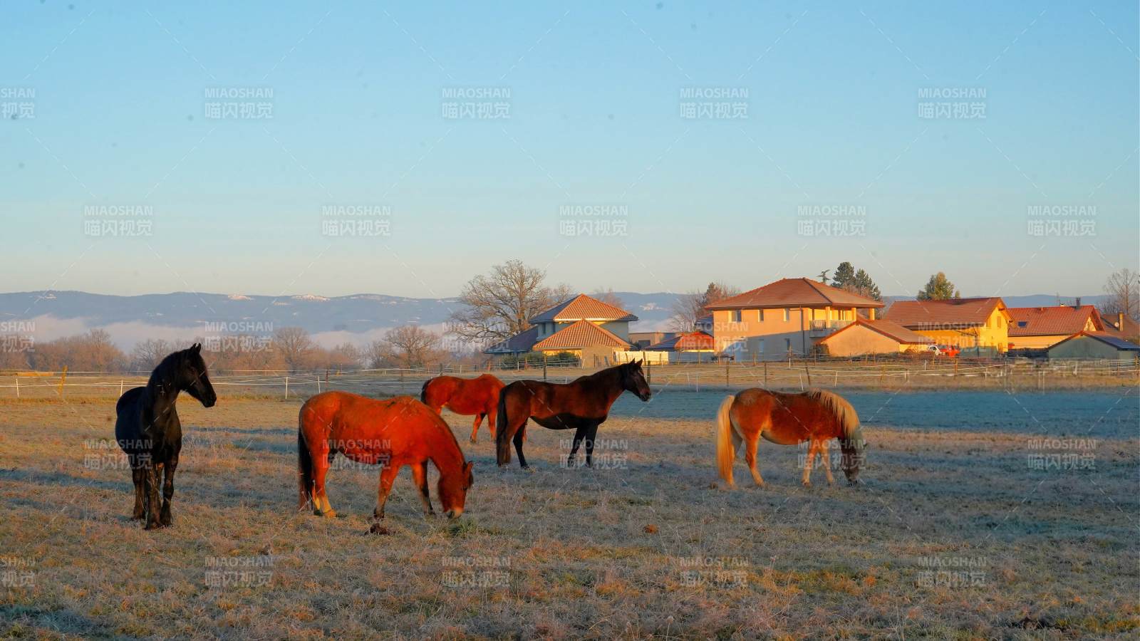 田园牧马图图片