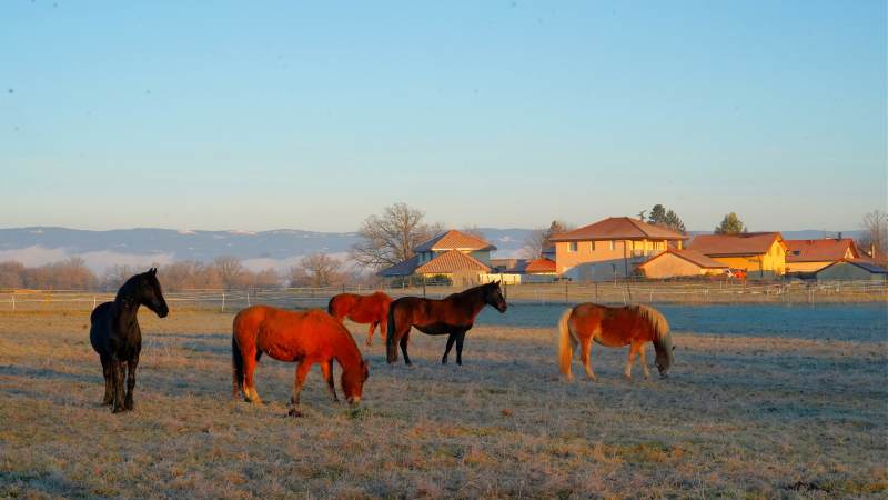 田园牧马图图片
