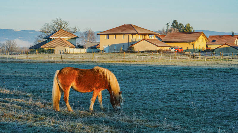 法国农庄的马儿吃草图片