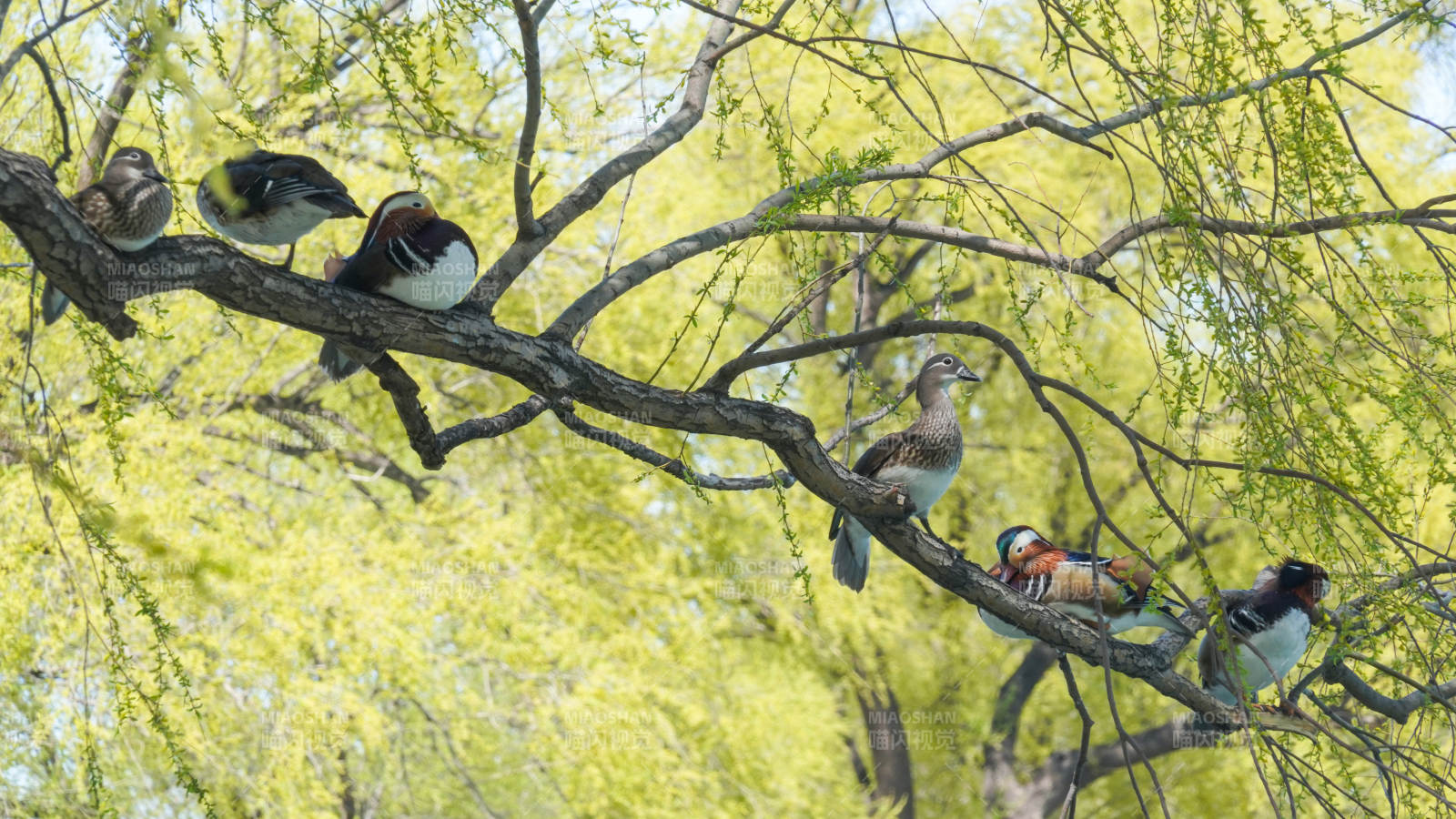 鸟栖枝头春意浓图片