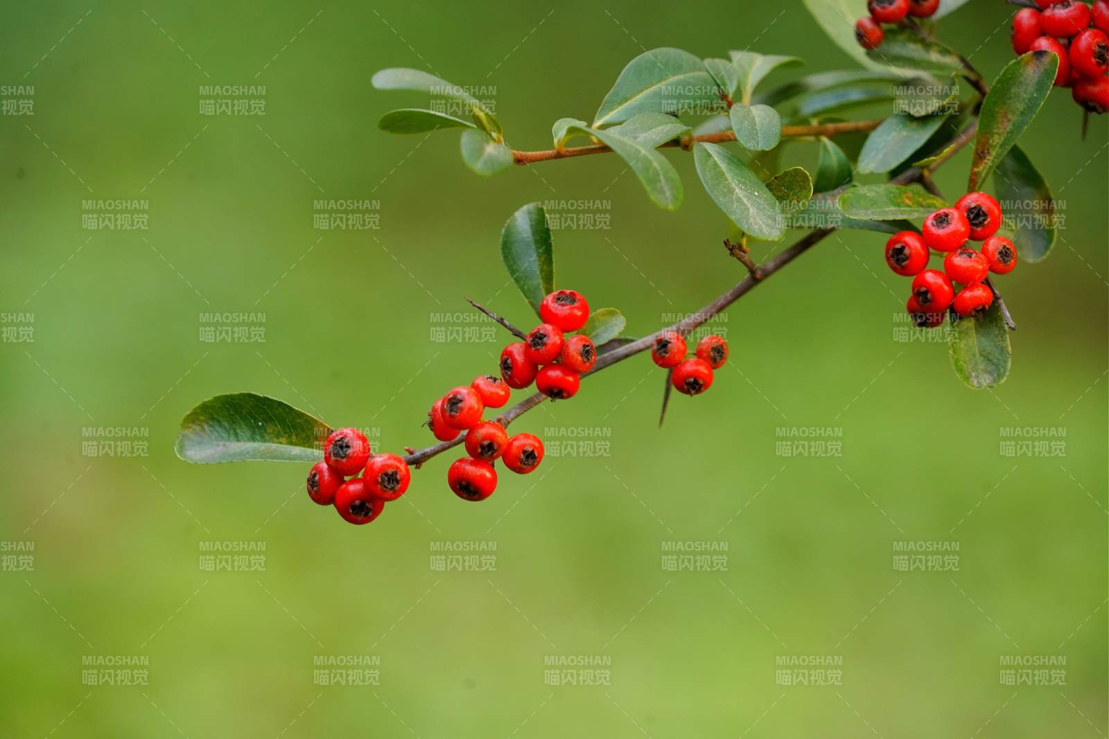 红果绿叶枝头挂图片