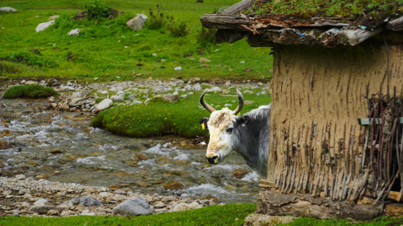 溪边牦牛探头望图片