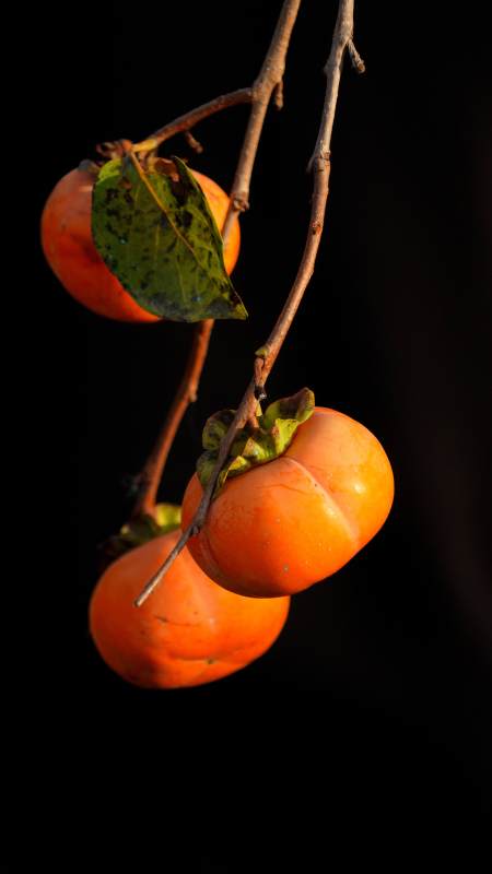 枝头柿子挂图片