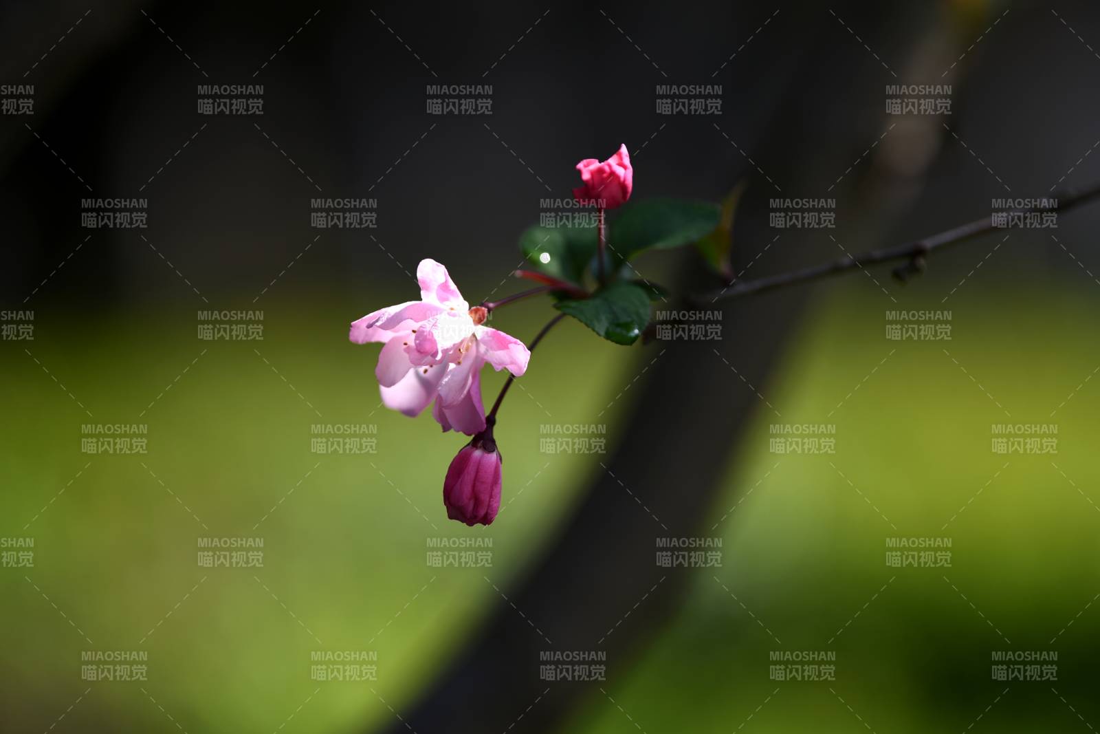 春日花枝绽放图片