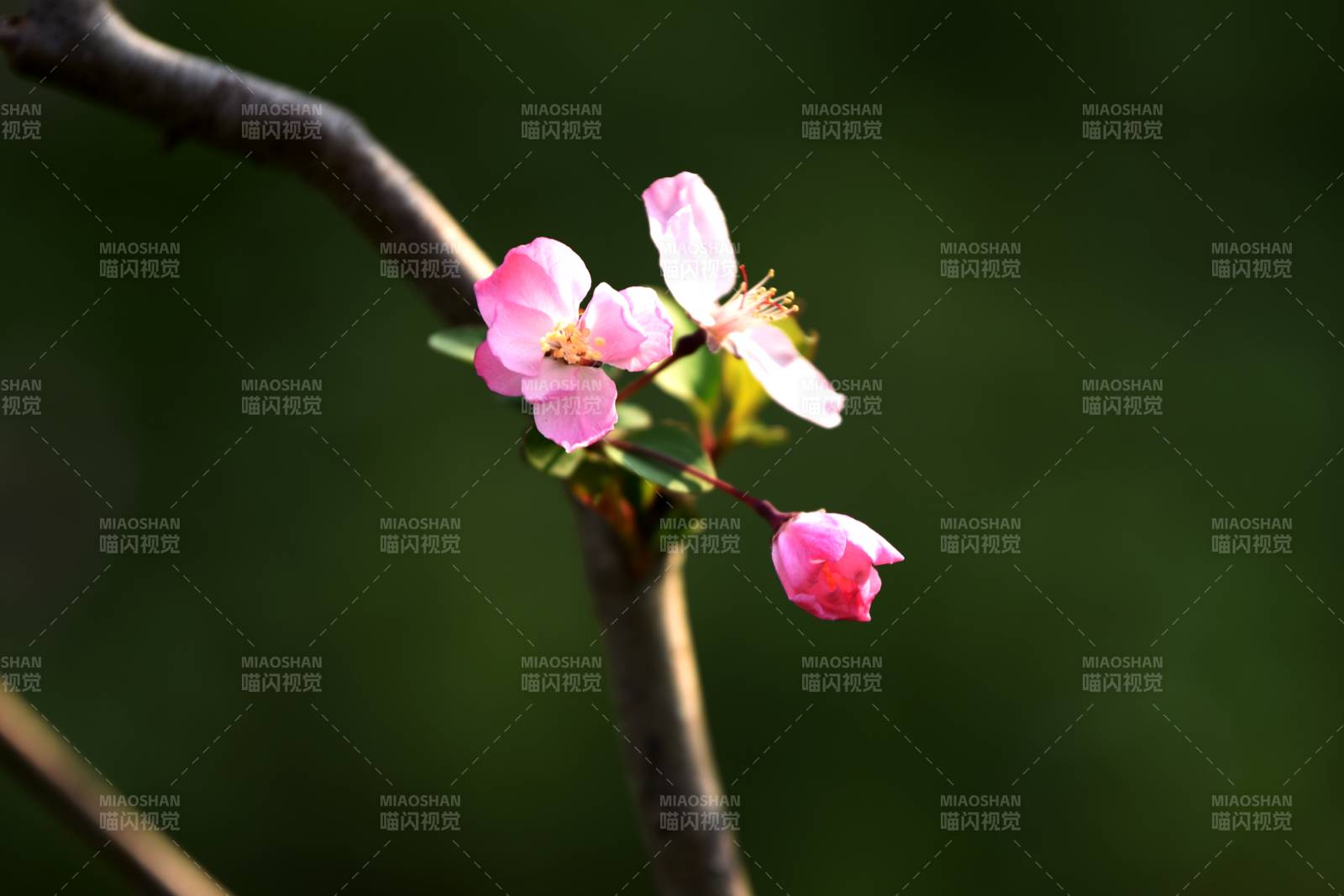 春枝绽放粉花图片