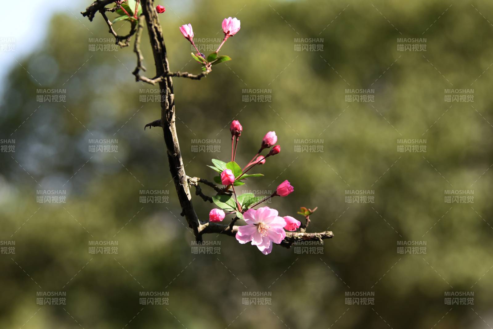 樱花绽放枝头图片