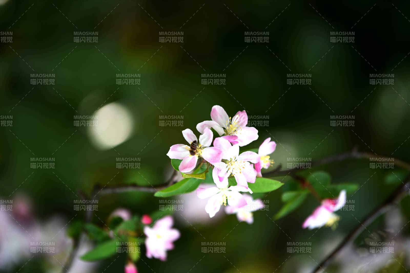 樱花绽放枝头图片