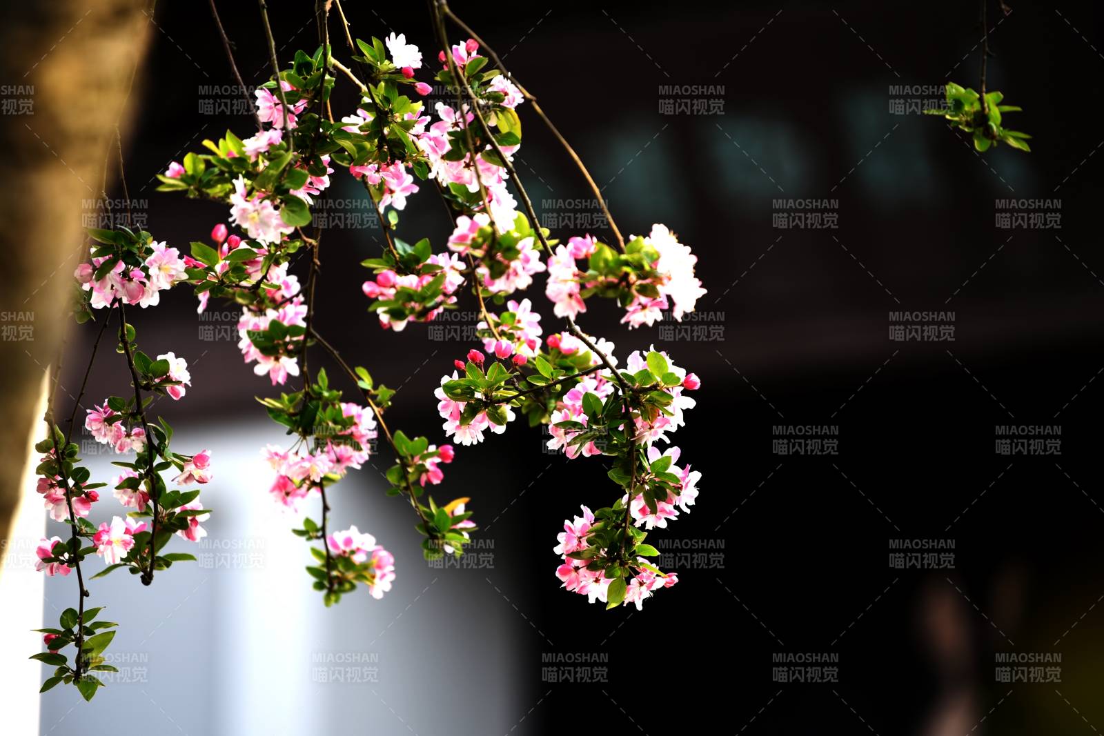 樱花垂枝绽放图片