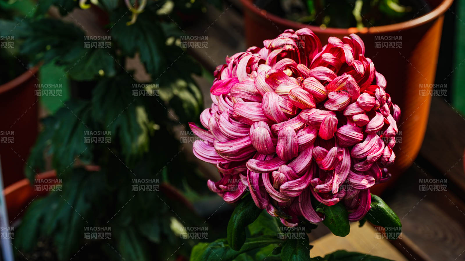 粉红菊花绽放图片