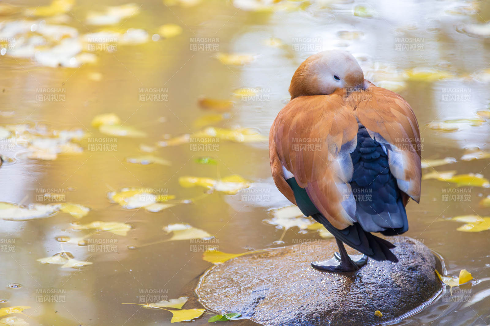 鸭子静立水中石图片