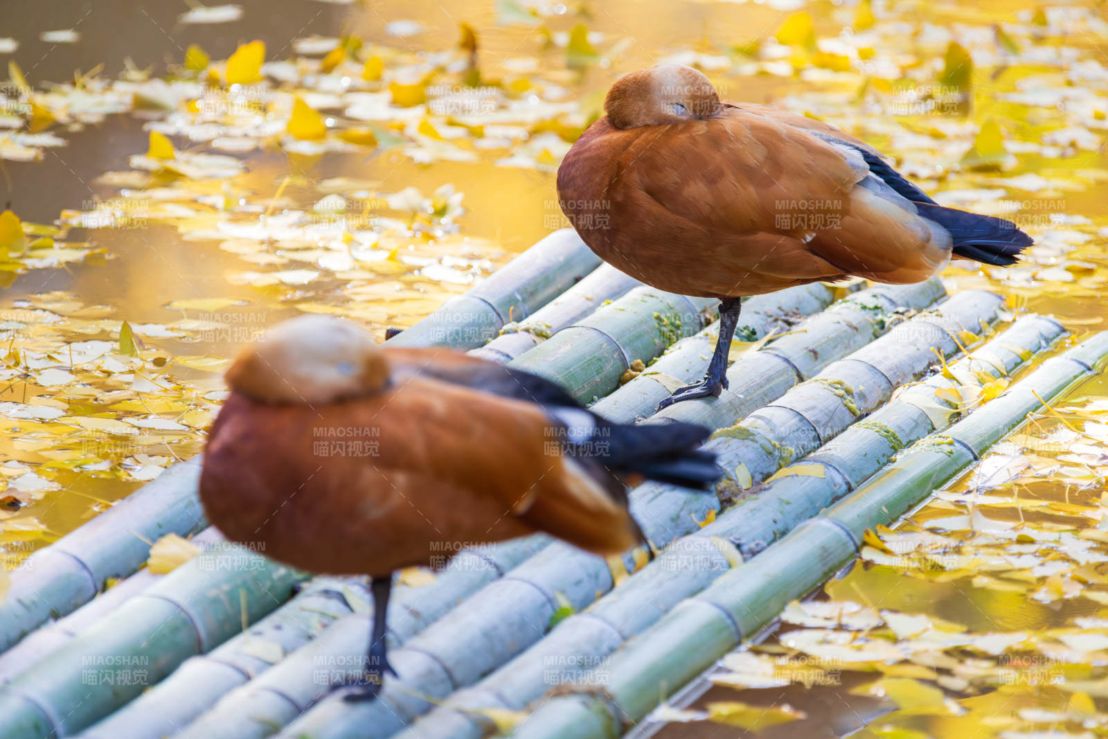 竹筏上的两只鸭子图片