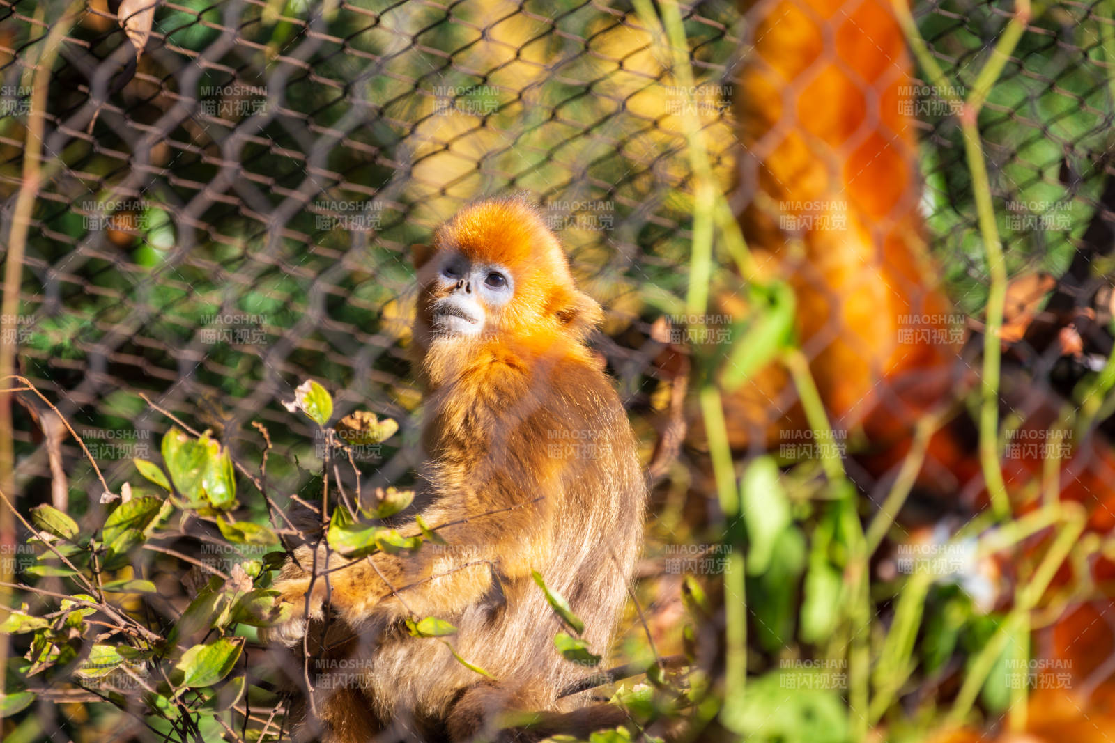金丝猴凝视远方图片