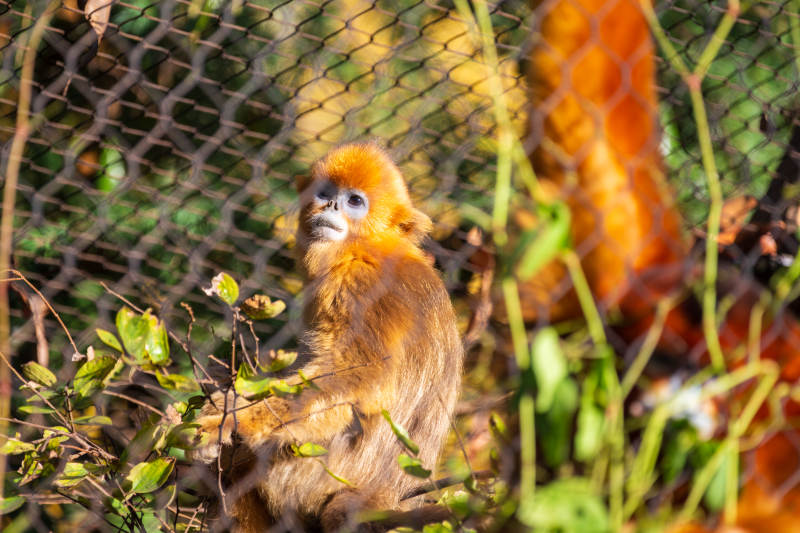 金丝猴凝视远方图片