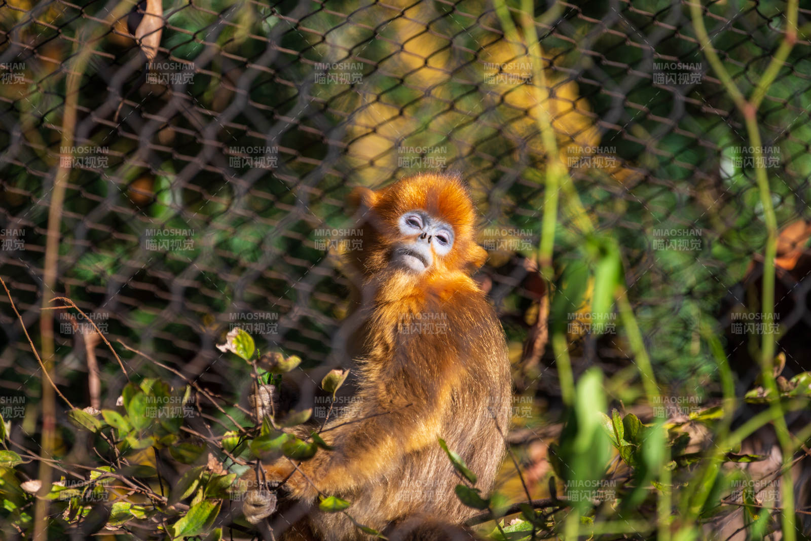 金丝猴凝视镜头图片