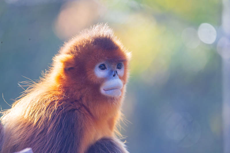 金丝猴静思图片