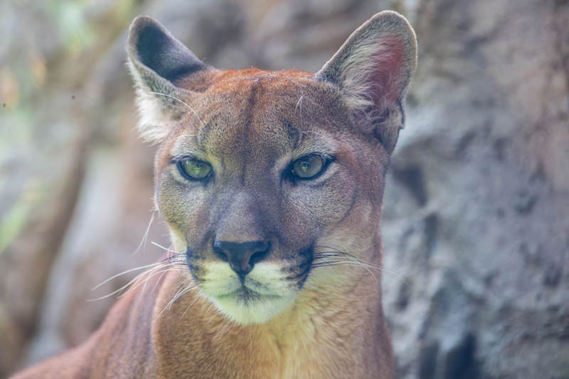 美洲狮凝视镜头图片