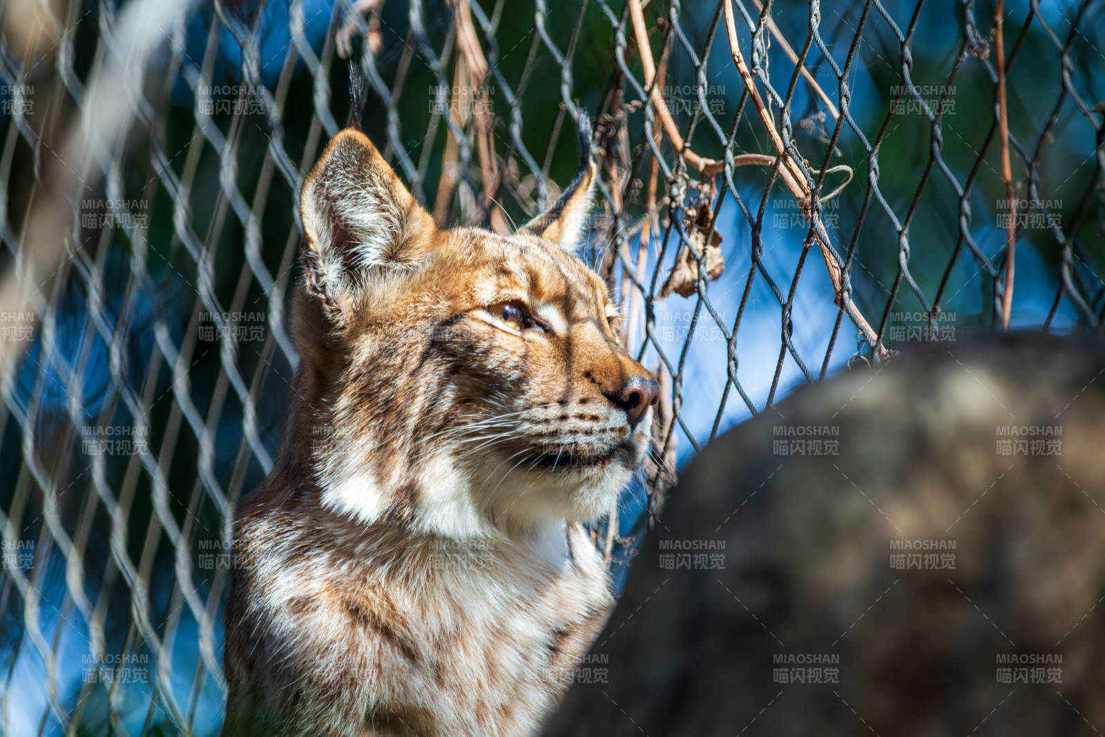 金猫凝视远方图片